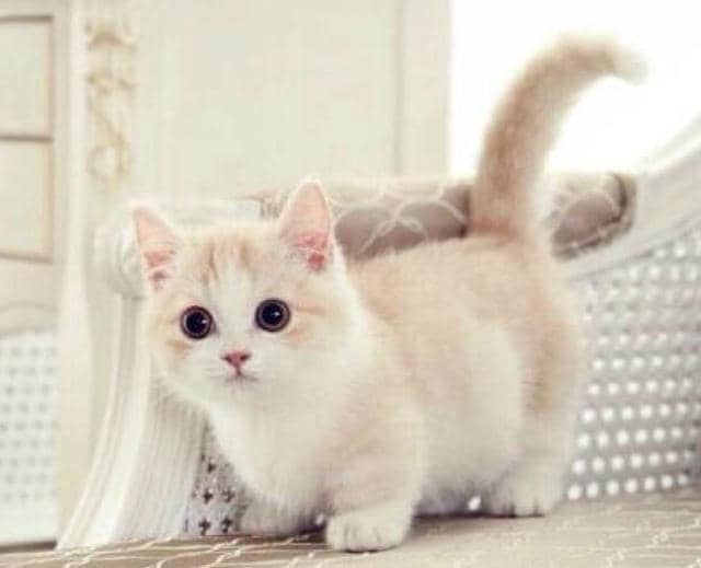 狗狗尿道黏膜的秘密：守护宠物的健康之道